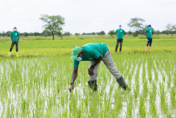 Agriboooster OCPA Ghana.jpg